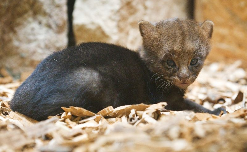 Illustration for article titled ZOMG BABY JAGUARUNDI!!!